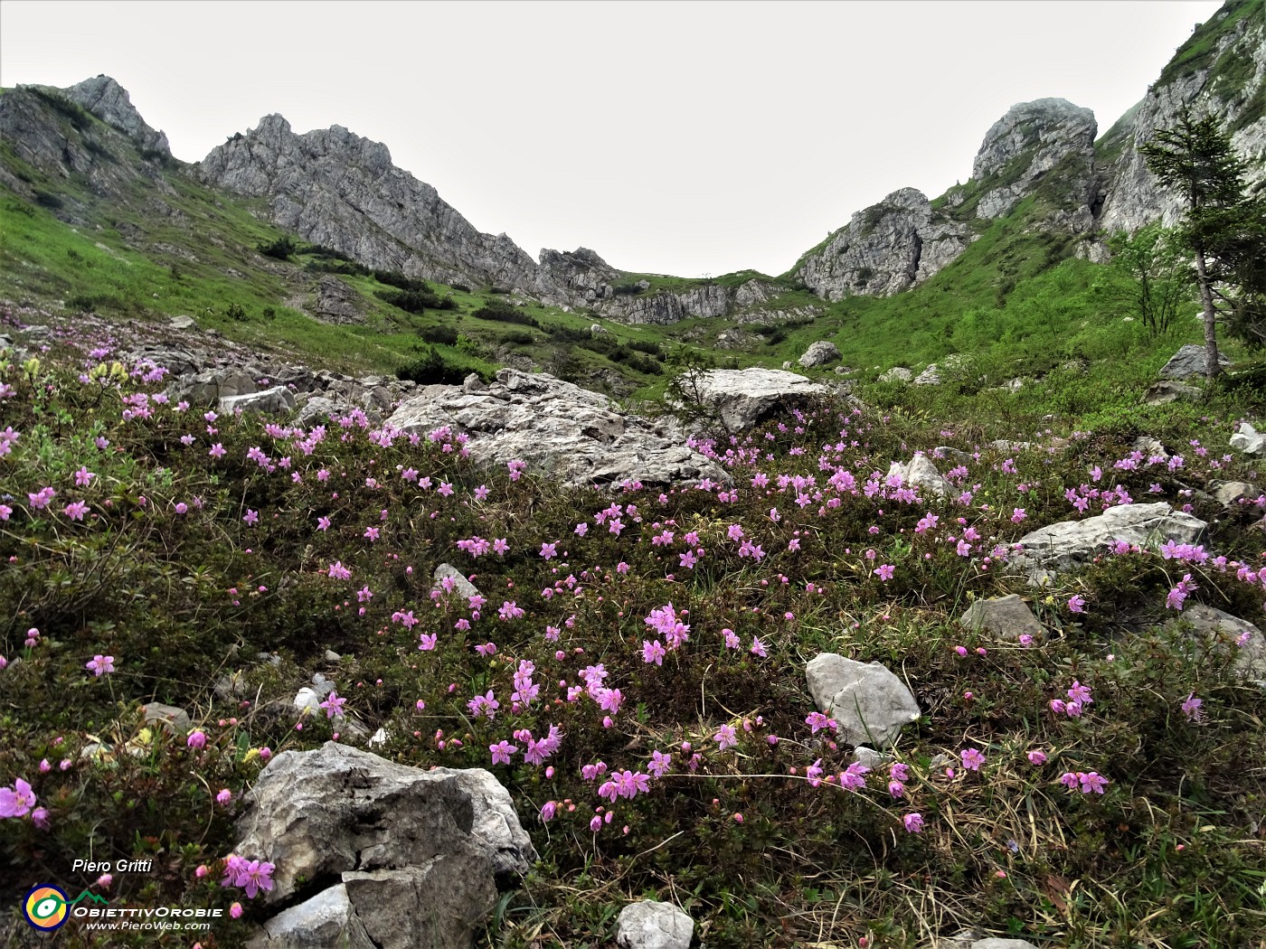 11 Estese fioriture di rododendro cistino (Rhodothamnus chamaecistus) salendo il canale sul sent. 501 .JPG